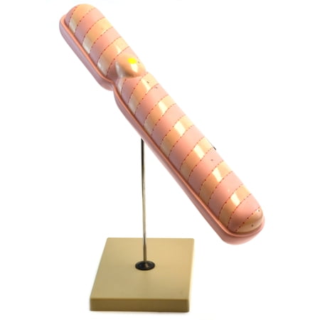 Eisco Labs 22" Model Chromosome Hand Painted Adult Science Models & Kits White