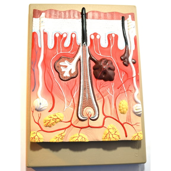 Eisco Labs 300X Life Size Cross Section Model of Human Skin with Hair