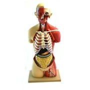 Eisco Labs 35 Female Premium Life size Human Torso, 19 Part, Highly Detailed Anatomical Model - With Muscles & Open Back