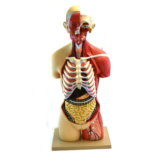 Eisco Labs 35" Female Premium Life size Human Torso, 19 Part, Highly Detailed Anatomical Model - With Muscles & Open Back