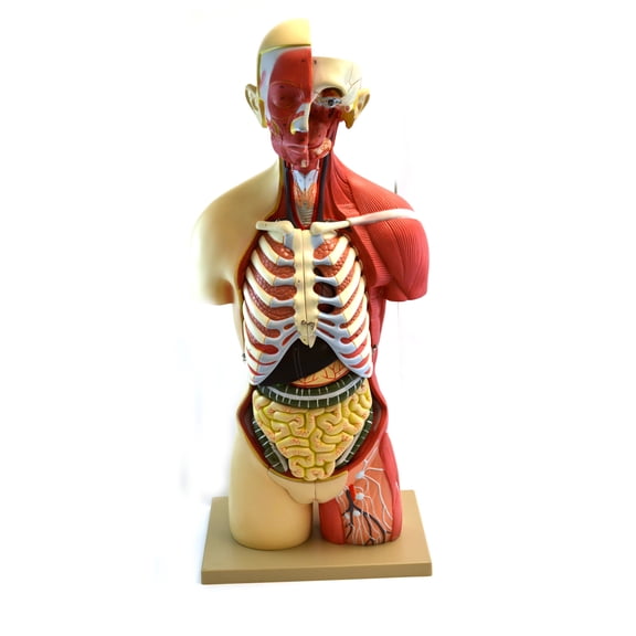 Eisco Labs 35" Female Premium Life size Human Torso, 19 Part, Highly Detailed Anatomical Model - With Muscles & Open Back