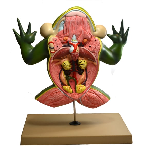 Eisco Labs 3D Frog Dissection Model
