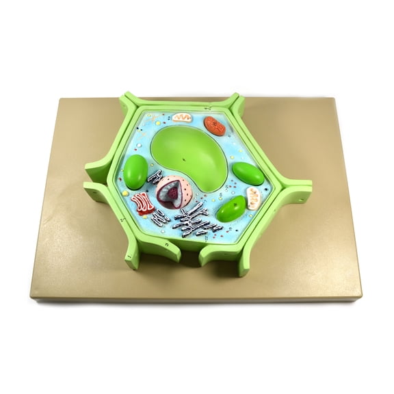 Eisco Labs 4 Part Plant Cell Model on base; chloroplast, mitochondrion, and nucleus removable; 11.5" X 10" X 2"