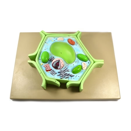 Eisco Labs 4 Part Plant Cell Model on base; chloroplast, mitochondrion, and nucleus removable; 11.5" X 10" X 2"