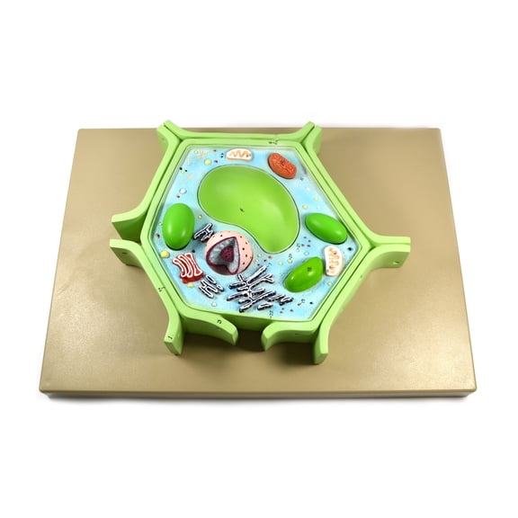 Eisco Labs 4 Part Plant Cell Model on base; chloroplast, mitochondrion, and nucleus removable; 11.5" X 10" X 2"