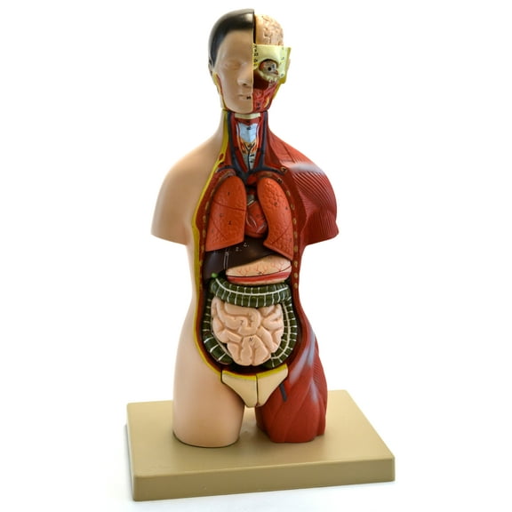 Eisco Labs Adult Torso Anatomical Model with Head, 16 parts, Half-Size, Approx. 18" Height