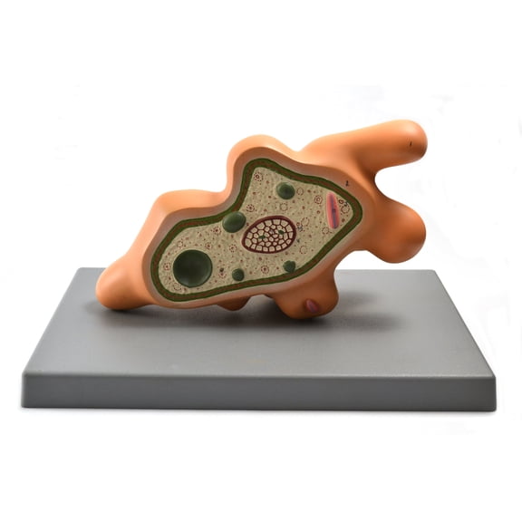 Eisco Labs Amoeba Proteus Model on base; enlarged approx. 1000 times; pseudopod extended