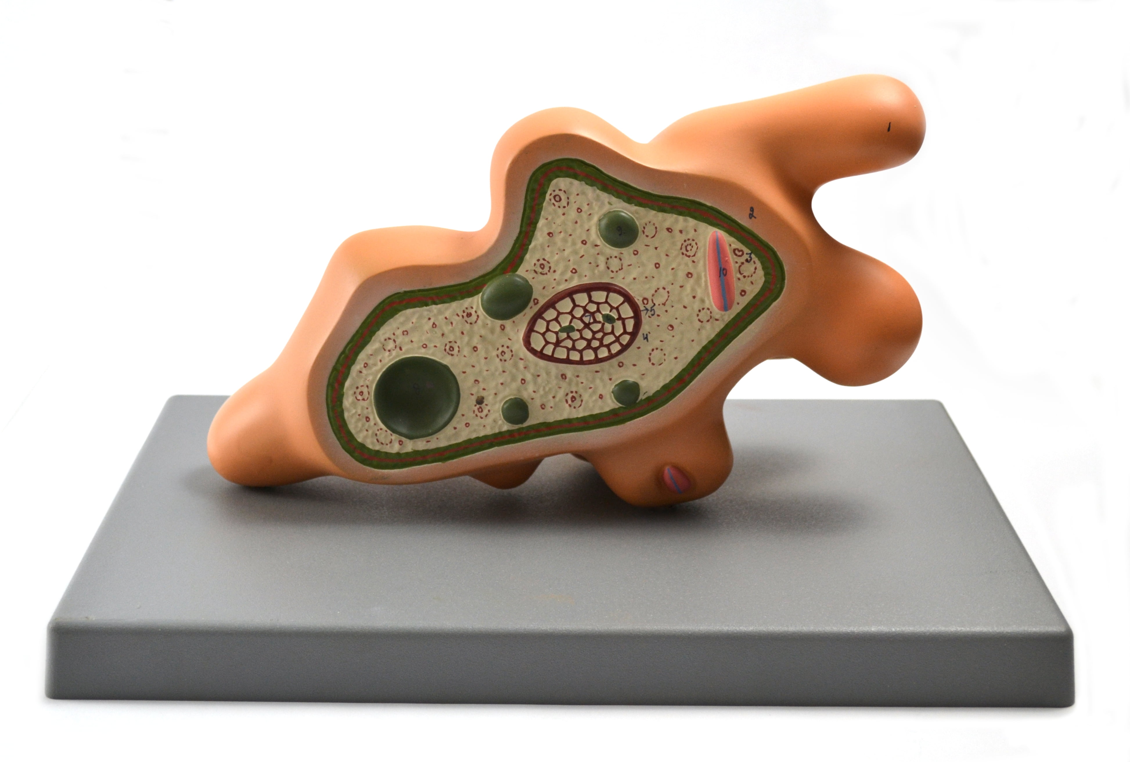 Eisco Labs Amoeba Proteus Model on base; enlarged approx. 1000 times ...