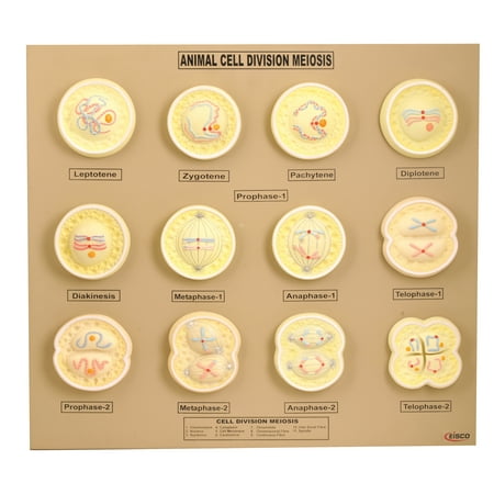 EISCO Animal Cell Meiosis Model