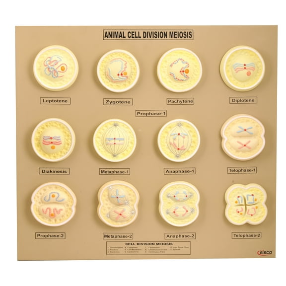 Eisco Labs Animal Cell Meiosis Model
