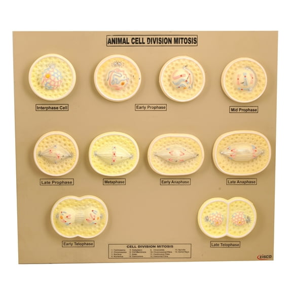 EISCO Animal Cell Mitosis Model