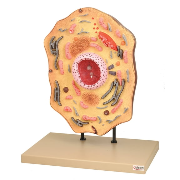 Eisco Labs Animal Cell Model, Hand Painted