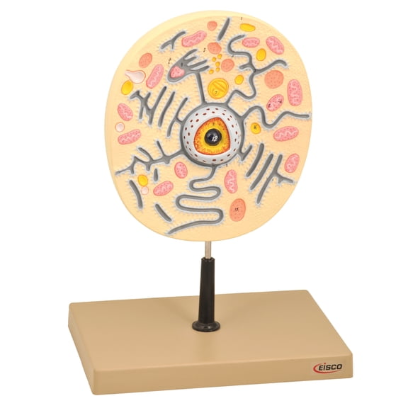 Eisco Labs Animal Cell Model on Stand; greatly magnified; cell 9" X 8" X 3"