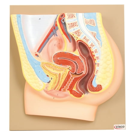 Eisco Labs Female Pelvis Model, Hand Painted