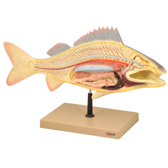 Eisco Labs Fish Dissection Model (Perch); fish 19.5 inches long