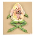 thumbnail image 1 of Eisco Labs Frog Dissection Model, Large, 1 of 1