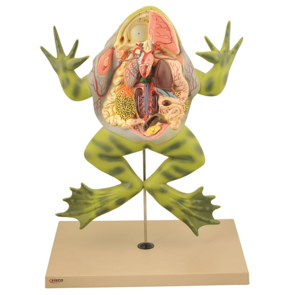 Eisco Labs Frog Dissection Model with open back (Bull Frog); on stand