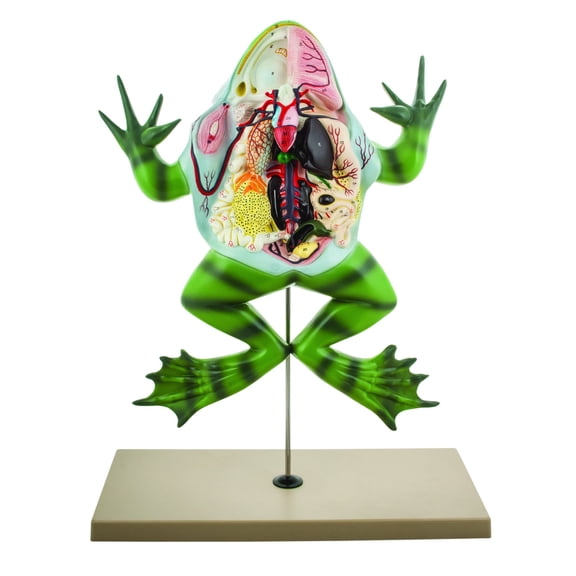 Eisco Labs Frog Dissection model ( Bull Frog ) on Stand