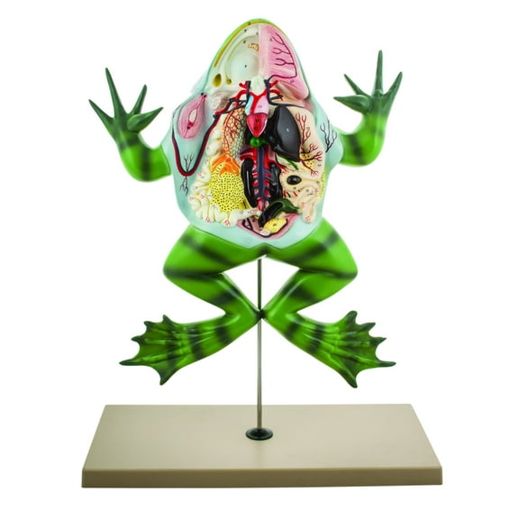 Eisco Labs Frog Dissection model ( Bull Frog ) on Stand