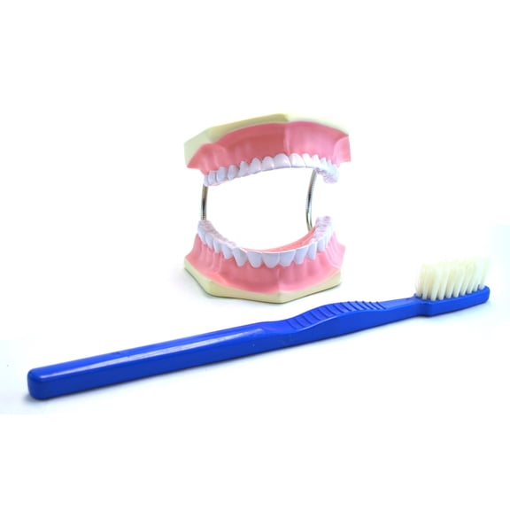Eisco Labs Giant Dental Care Model, Teeth and Gums with Giant Tooth Brush, 3 Times Life Size