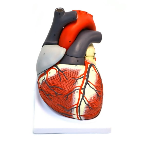 Eisco Labs Giant Human Heart Model