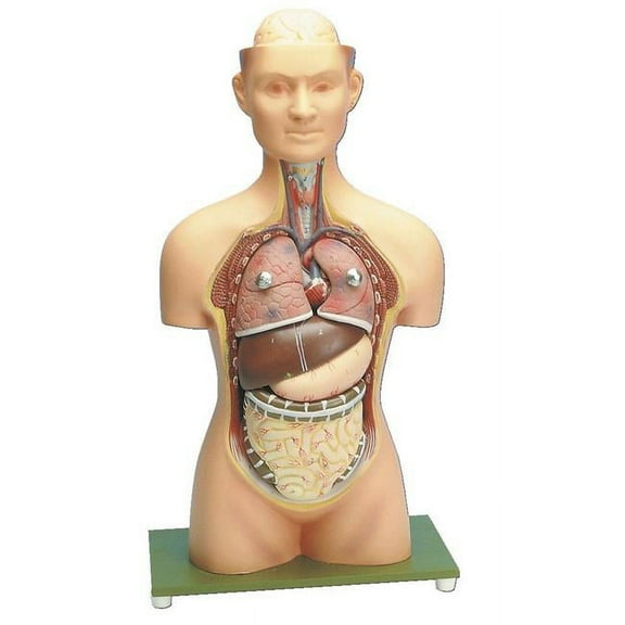 Eisco Labs Half Life Size Human Torso Model; 17''
