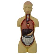 Eisco Labs - Human Anatomy Model - Anatomy Models Human Body - Model Torso with Head - 8 Parts, 35 Tall, 149 Features, Anatomy, Human Body, Human Body Model, Anatomy Study, Medical Education