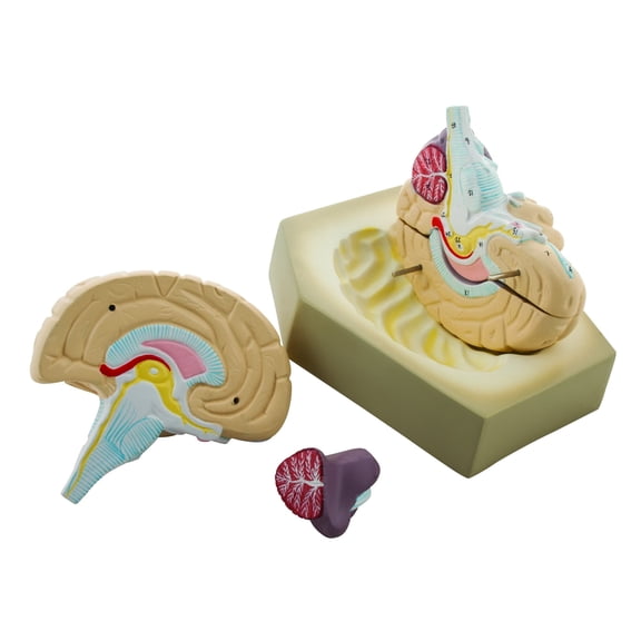 Eisco Labs Human Brain Model, 4 Parts, Hand Painted