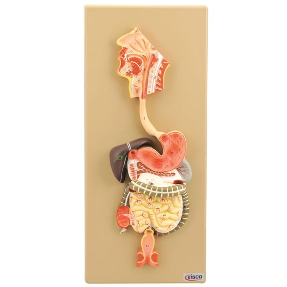 Eisco Labs Human Digestive System Model, 2 Parts, Hand Painted