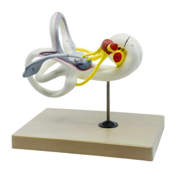 eisco labs human ear labyrinth model