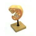 thumbnail image 1 of Eisco Labs Human Embryo Model, 4 weeks old, 1 of 1