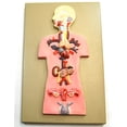thumbnail image 1 of Eisco Labs Human Endocrine System Anatomical Model, Miniature, 15"x10", 1 of 1