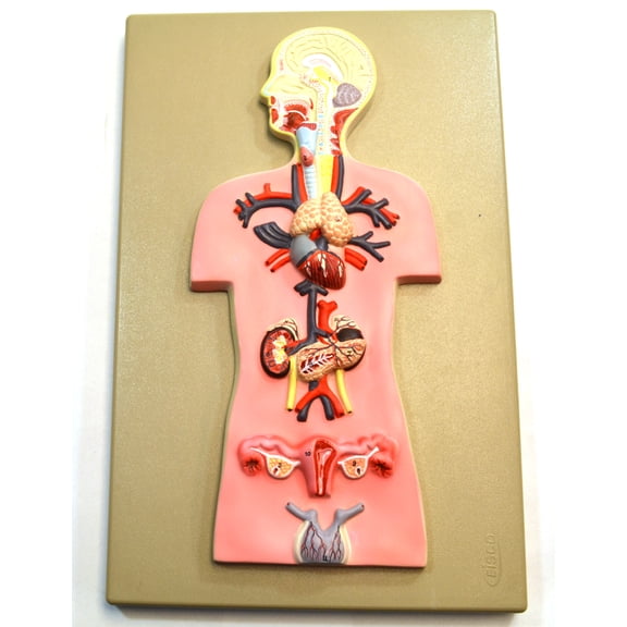 Eisco Labs Human Endocrine System Anatomical Model, Miniature, 15"x10"