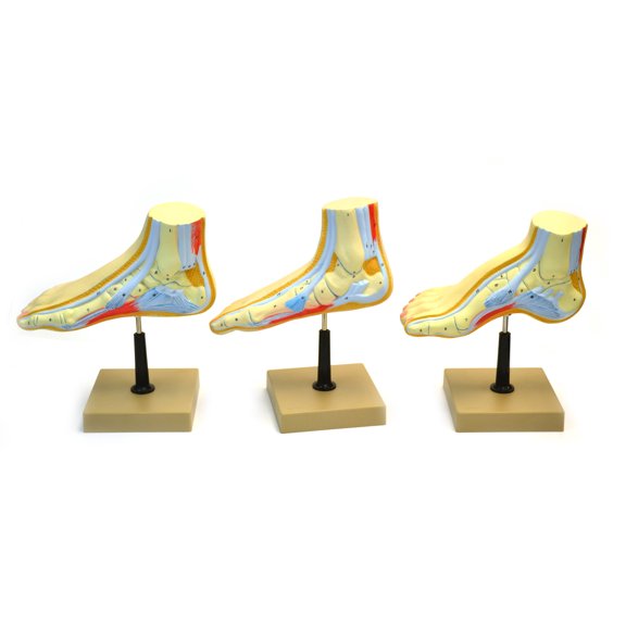 Eisco Labs Human Feet Model Set