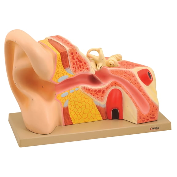 Eisco Labs Human Giant Human Ear Model 5 Times Full size