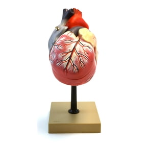 Eisco Labs Human Heart Model, 2x Life Size, 3 Part, 12" Tall