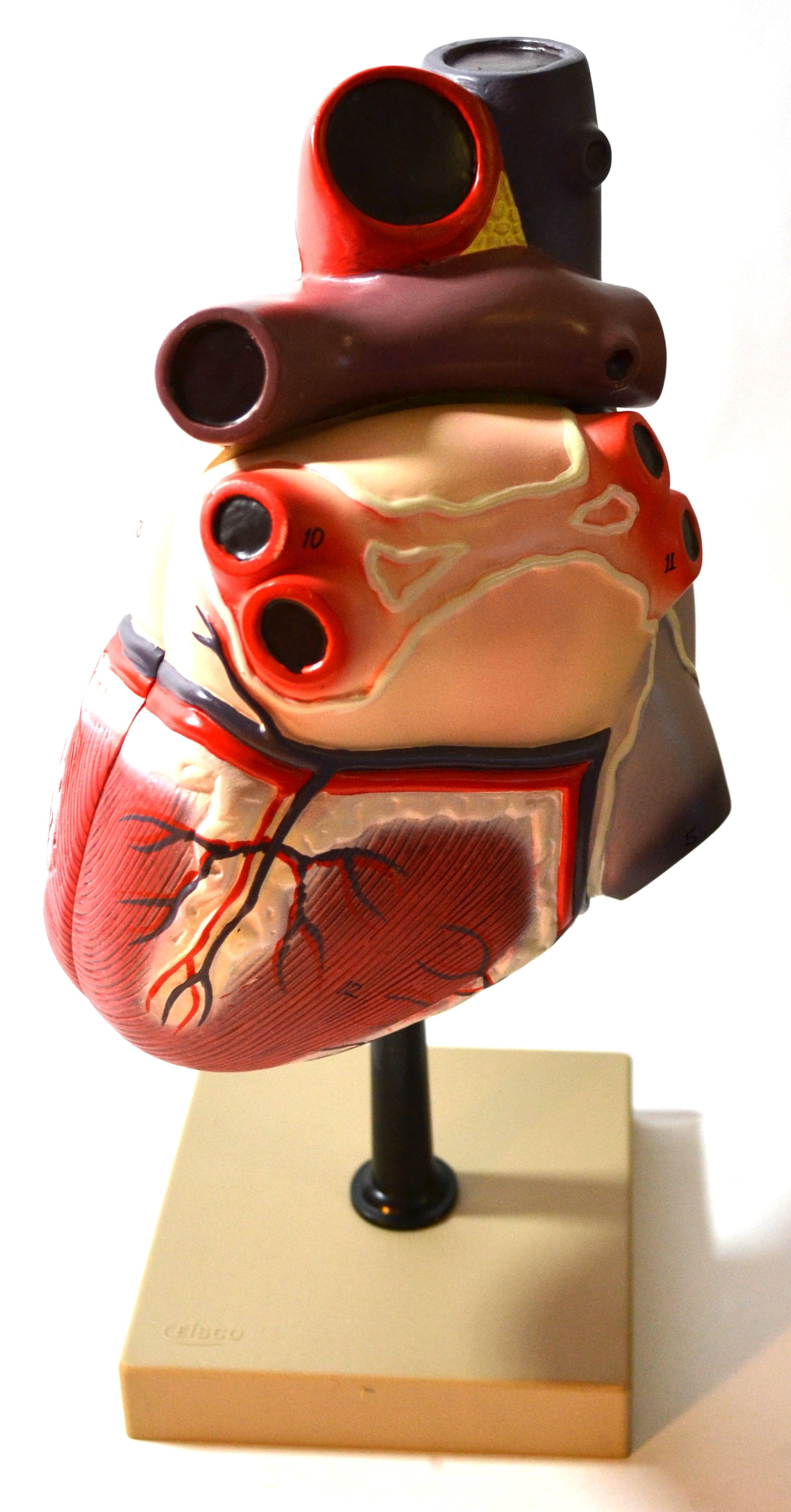 Eisco Labs Human Heart Model; Larger than Life Size (8