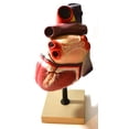 thumbnail image 1 of Eisco Labs Human Heart Model; Larger than Life Size (8"); 2 Parts; On Base, 1 of 2