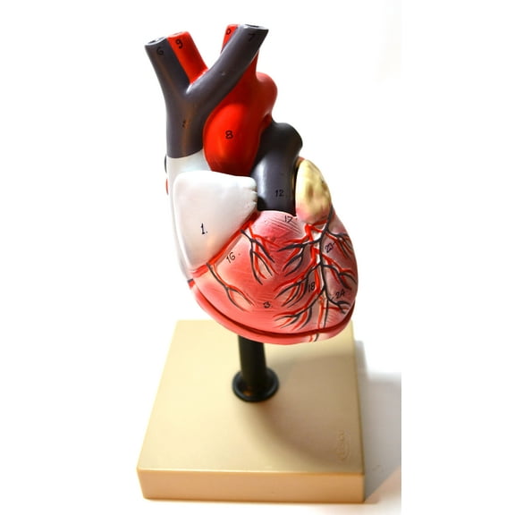 Eisco Labs Human Heart Model; Larger than Life Size (8" in height); On Diaphragm