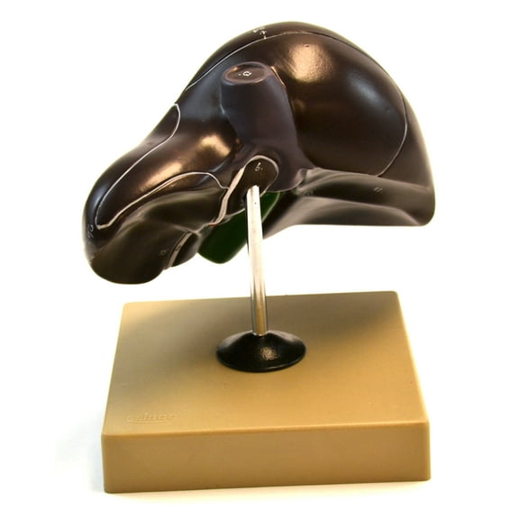 Eisco Labs Human Liver Model, Half Life Size, With Gall Bladder, 3 Dimensional, 7 x 5 Inches