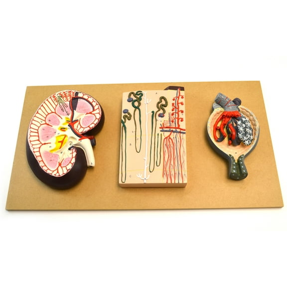 Eisco Labs Human Model Kidney Section, Nephrons & Blood Vessels & Kidney Glomerulus