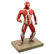 Eisco Labs Human Muscular Body Anatomical Model, 1/4 Life Size, Approx. 18 Tall