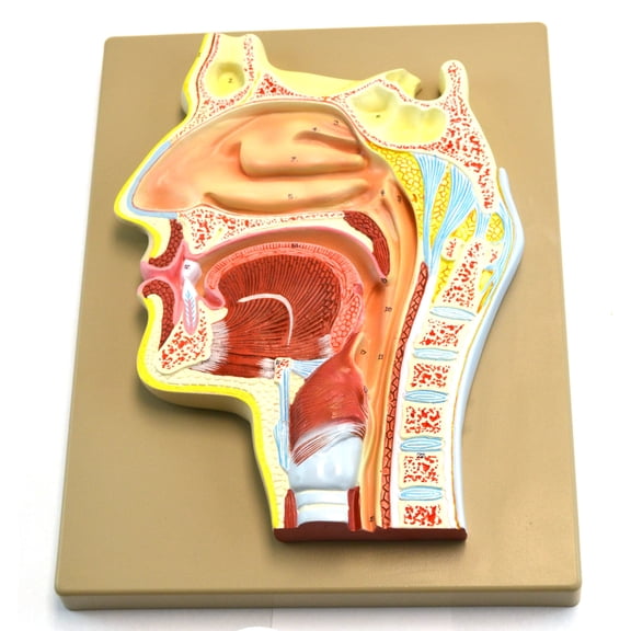 Eisco Labs Human Nose Anatomical Model, Longitudinal Section, 2 Times Life Size, Approx 12" Height