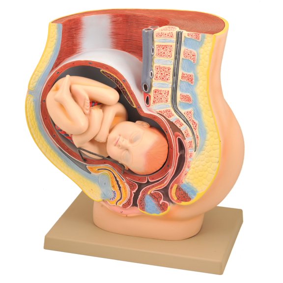 Eisco Labs Human Pregnancy Pelvis Model with Removable Fetus - Hand Painted