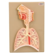 Eisco Labs Human Respiratory System Model, Half Live Size