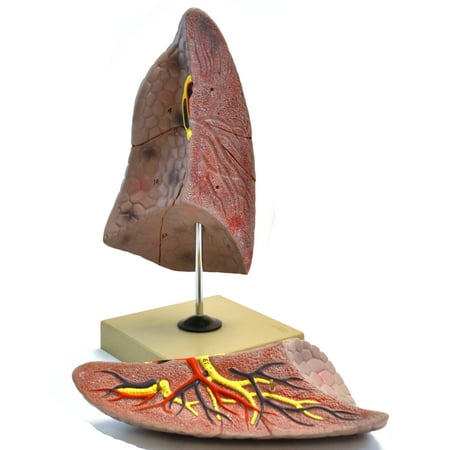 Eisco Labs Human Right Lung Anatomical Model, 2 Parts, Life Size, Approx. 10" Height