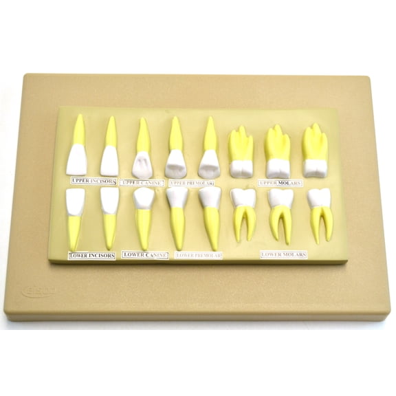 Eisco Labs Human Teeth Anatomical Model, Set of 16, 2 Times Life Size