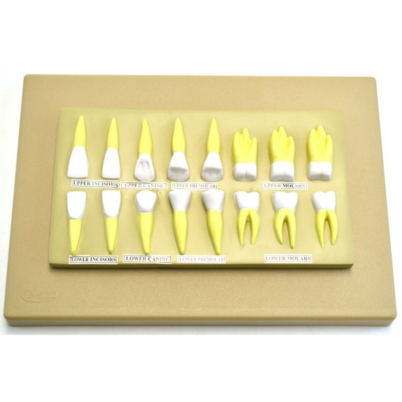 Eisco Labs Human Teeth Anatomical Model, Set of 16, 2 Times Life Size