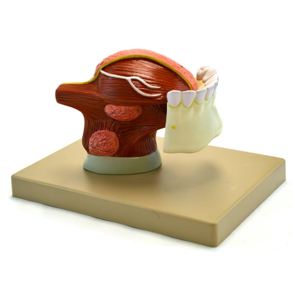 Eisco Labs Human Teeth With Tongue Anatomical Model, 2 Times Life Size