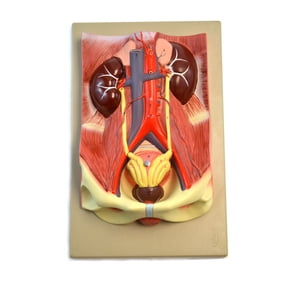 Eisco Labs Human Urinary Organs Model- 3 Parts